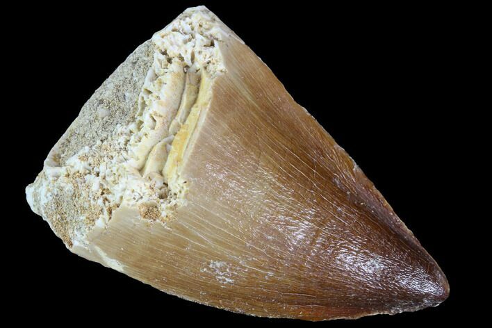 Mosasaur (Prognathodon) Tooth #87650